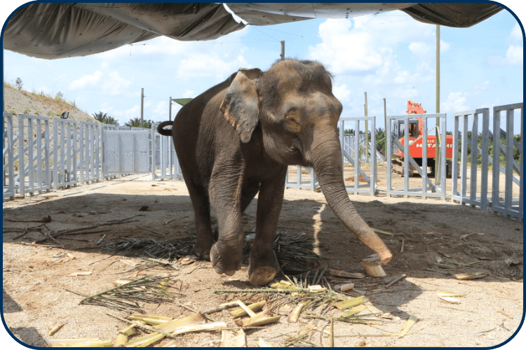 野生動物の救出プロジェクト